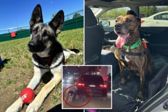 Two dogs dragged by heartless owner behind car on NYC street have recovered, are ready for new homes