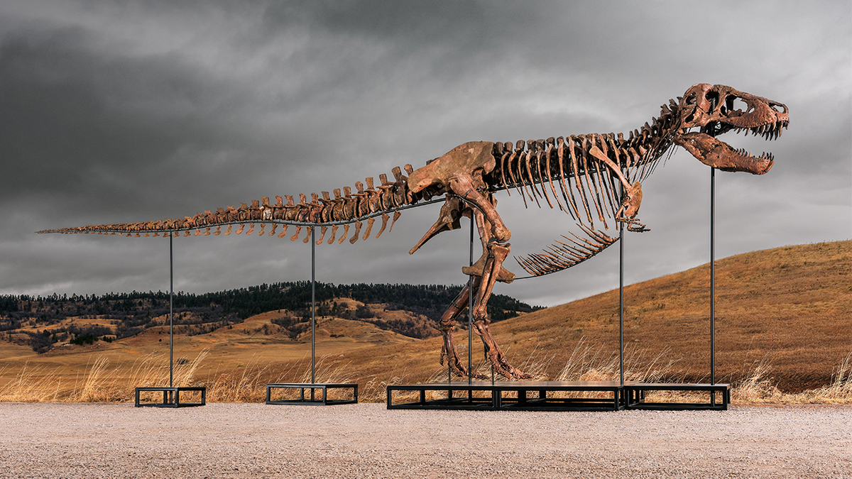 Side view of Gus T. rex skeleton.