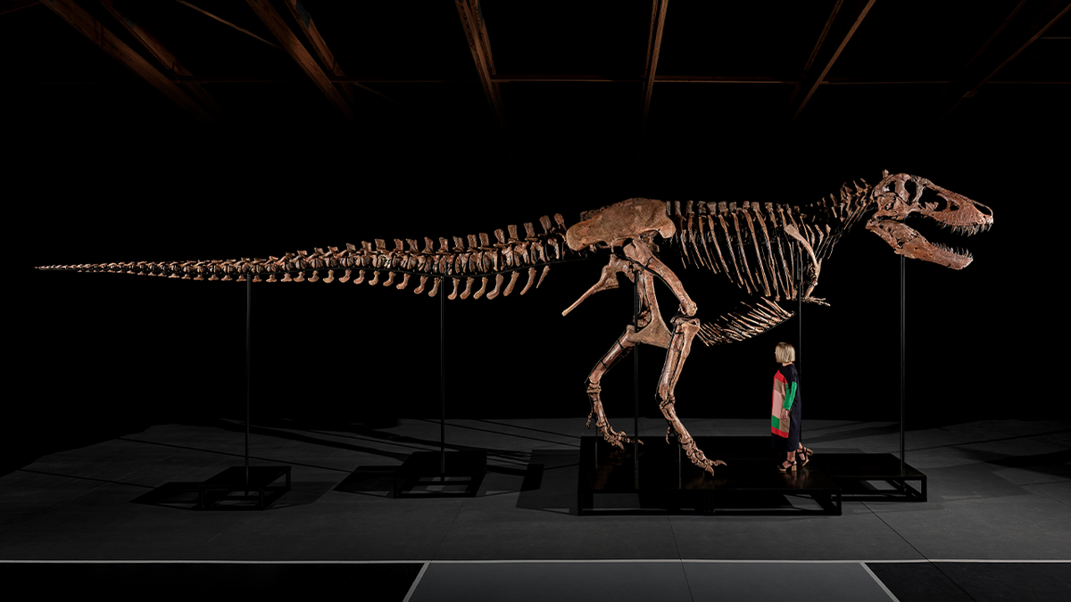 Gus T. rex shown alongside person for scale