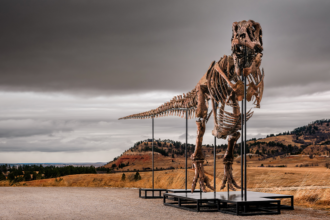 Massive T. rex fossil roars to  million sale, becoming one of the priciest ever auctioned