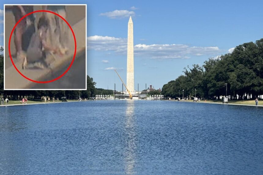Trump shares news of ‘crystal clear’ Reflecting Pool, calls for vandalism suspect’s arrest