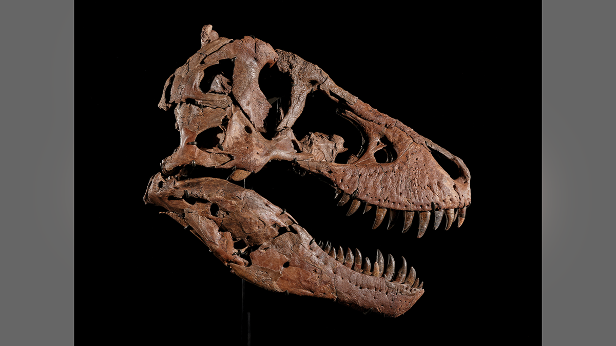 Close-up of Gus T. rex skull before record auction.