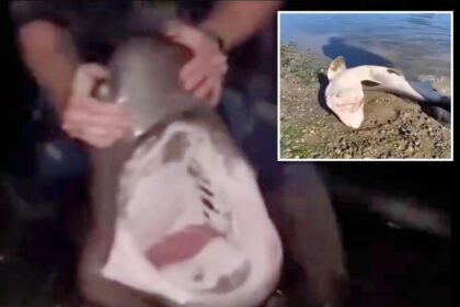 Fisherman accused of illegally catching sharks and ‘wrestling’ them in bizarre videos he shared online