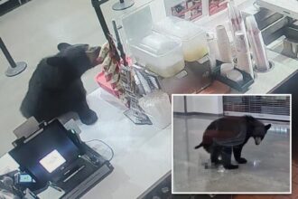 Black bear breaks into Alaskan mall, eats a peach and relieves itself on floor before leaving: video