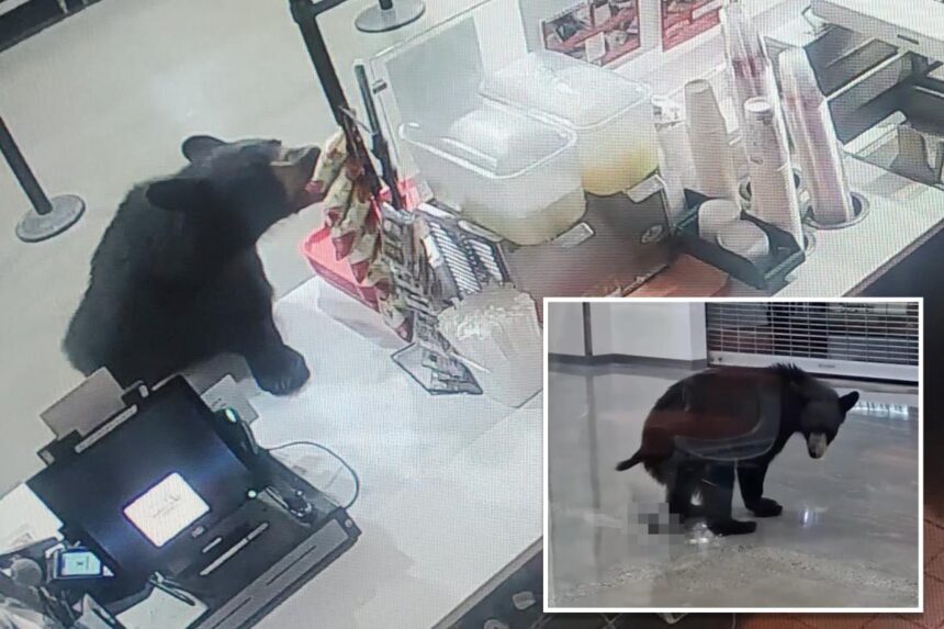 Black bear breaks into Alaskan mall, eats a peach and relieves itself on floor before leaving: video