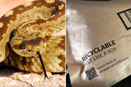 California toddler bitten by rattlesnake hiding beneath Amazon package amid active snake season