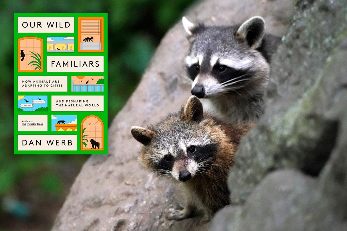 You’re not supposed to be here! How wild animals are adapting to our cities
