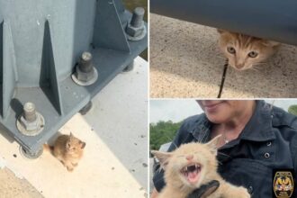 Tiny cat rescued after being thrown from moving vehicle on bridge