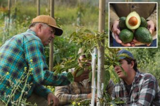 California avocado farmers issue dire warning as Mexican imports surge