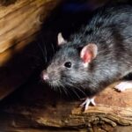 Wild rat in New Mexico tests positive for the plague after 4 confirmed cases in dogs