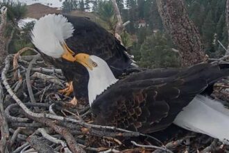 Famous California bald eagle’s home saved after last-minute donation spares nesting grounds from development
