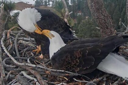 Famous California bald eagle’s home saved after last-minute donation spares nesting grounds from development