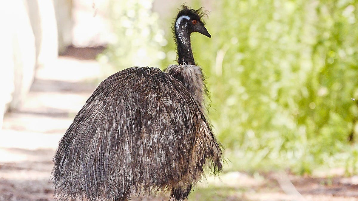 An emu walking