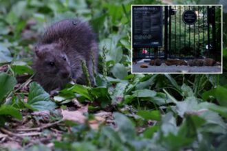 Exclusive | Trendy NYC nabe sees 37% surge in rat sightings in 2026 — even as reports dip citywide
