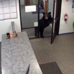 Black bear caught on video wandering into California water district office after pushing open front door