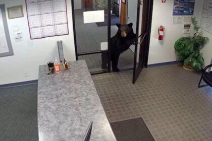 Black bear caught on video wandering into California water district office after pushing open front door