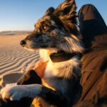 Fi Releases the First Pet Collar to Use Starlink to Track Pets Anywhere They Go