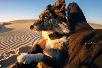 Fi Releases the First Pet Collar to Use Starlink to Track Pets Anywhere They Go