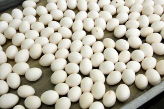 306 people infected with salmonella in Belgium in egg-linked outbreak
