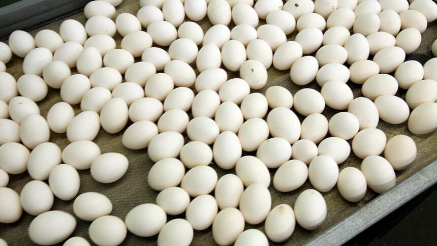 306 people infected with salmonella in Belgium in egg-linked outbreak