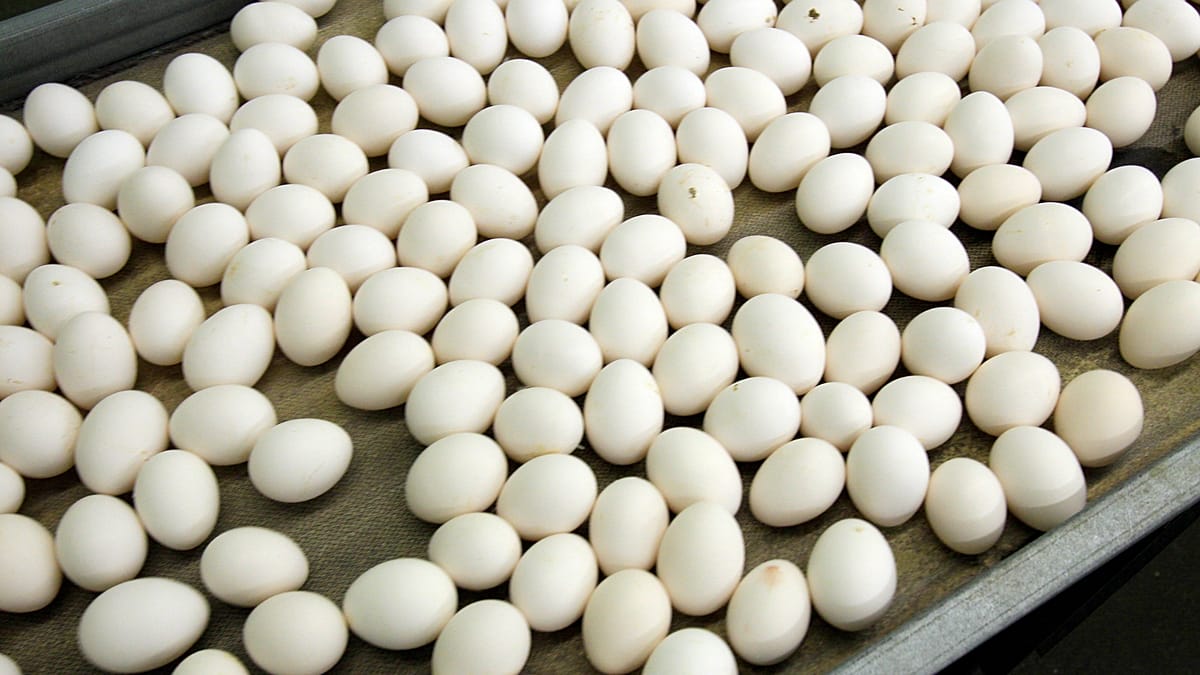 306 people infected with salmonella in Belgium in egg-linked outbreak