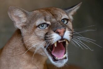 Poland residents told to be cautious after possible puma sighting