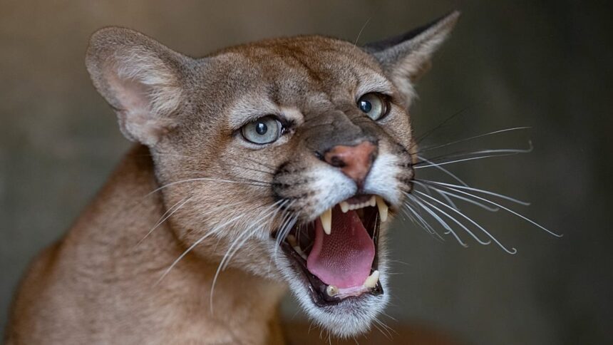 Poland residents told to be cautious after possible puma sighting