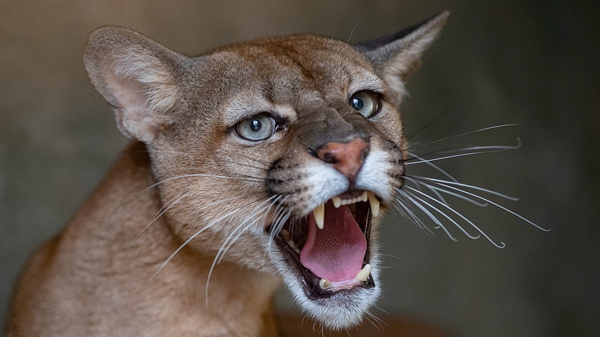 Poland residents told to be cautious after possible puma sighting