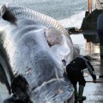 Iceland orders expulsion of 21 anti-whaling activists, police say