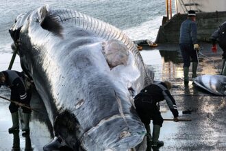 Iceland orders expulsion of 21 anti-whaling activists, police say