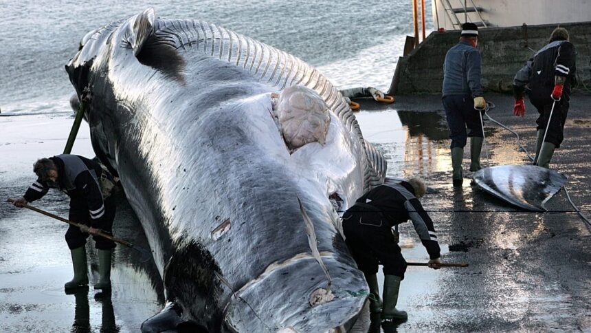 Iceland orders expulsion of 21 anti-whaling activists, police say