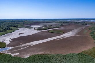 EU’s wildfire summer puts spotlight on EU nature restoration plans