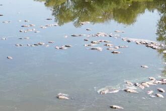 Dried-up lakes and mass deaths at one of Hungary’s largest fish farms