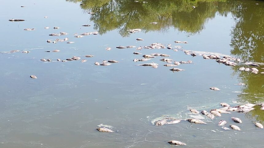 Dried-up lakes and mass deaths at one of Hungary’s largest fish farms