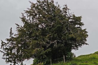 More than 1,100 years old: Germany’s oldest tree discovered