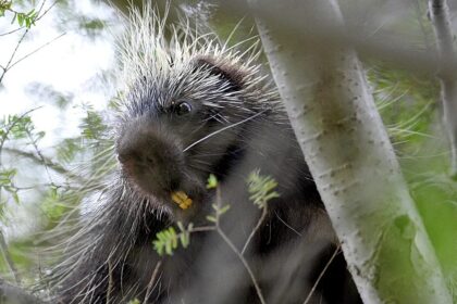 Polish authorities urge caution as porcupines spread near Warsaw