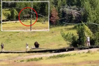 Terrifying encounter between child and rampaging bison in Yellowstone National Park