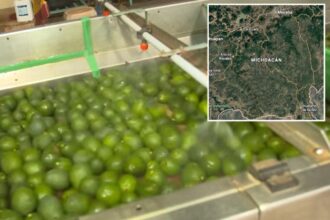 Security threat shuts down avocado pipeline from Mexico to the US