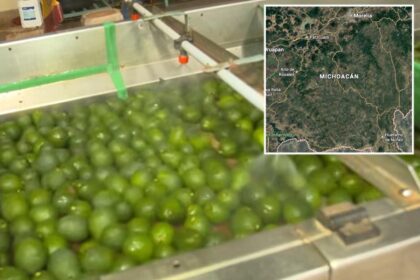 Security threat shuts down avocado pipeline from Mexico to the US