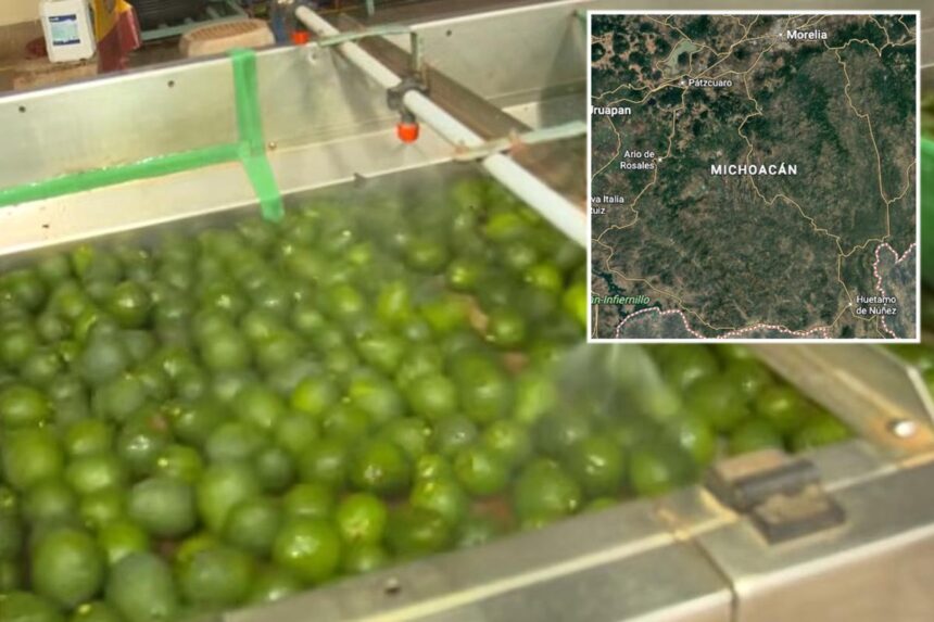 Security threat shuts down avocado pipeline from Mexico to the US
