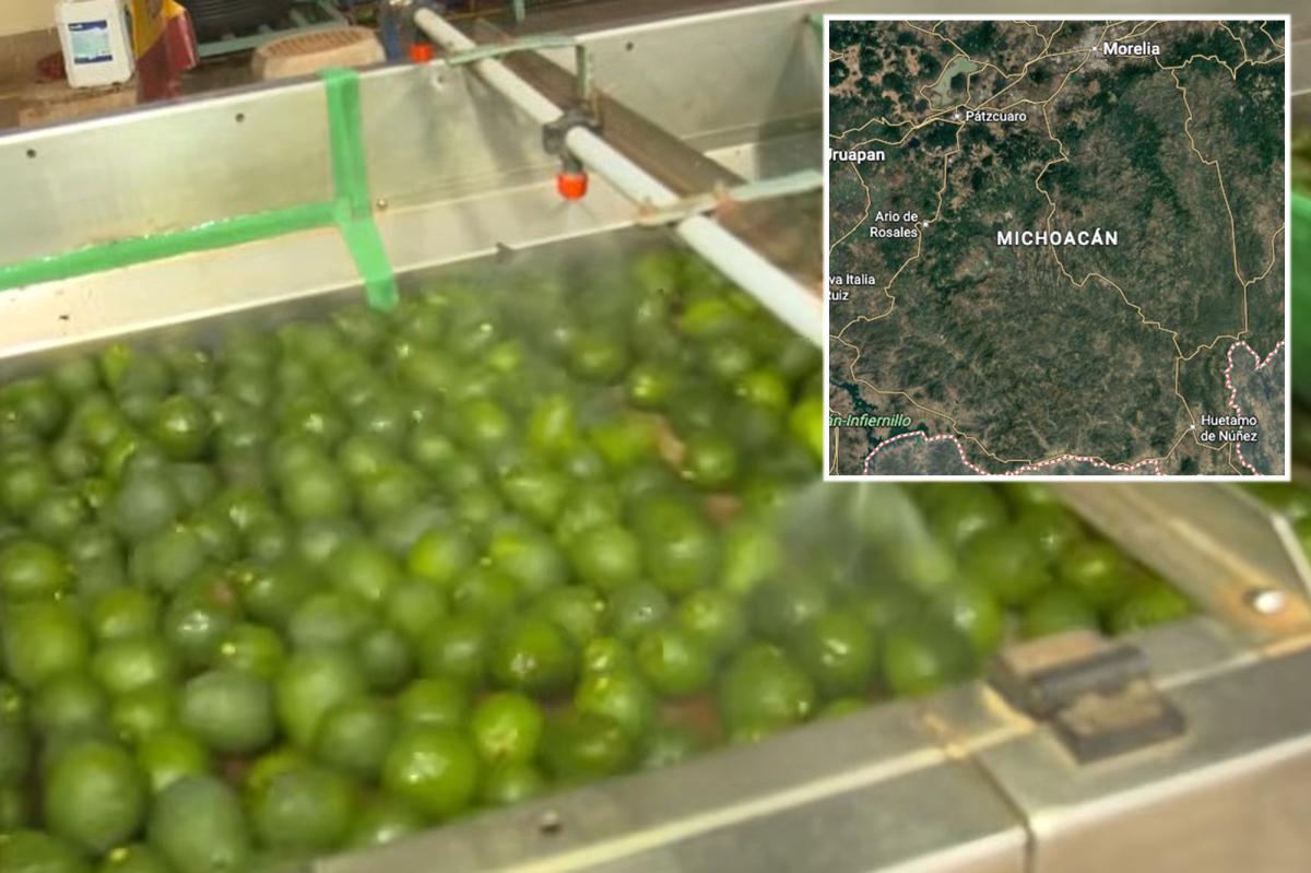 Security threat shuts down avocado pipeline from Mexico to the US