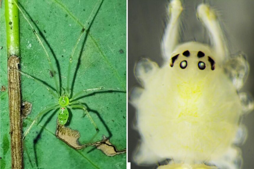Scientists discover bizarre new happy-faced spider with unique genetics in India