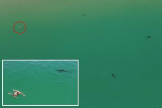 Great white sharks circle swimmer off California coast in new video