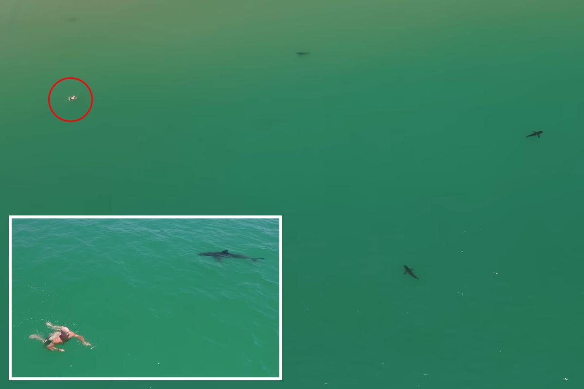 Great white sharks circle swimmer off California coast in new video