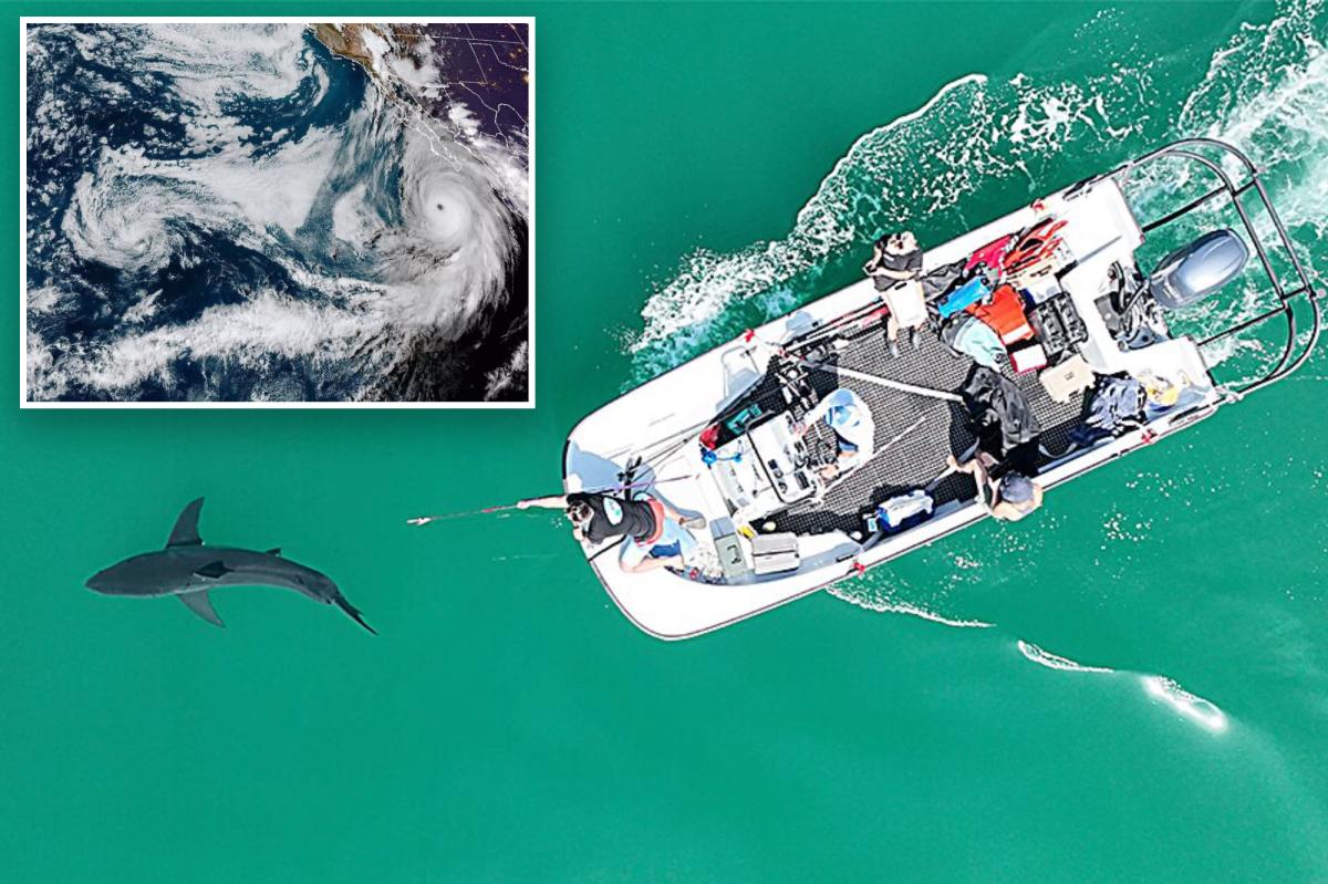 Scientists discover surprising way great white sharks prep for coastal storms