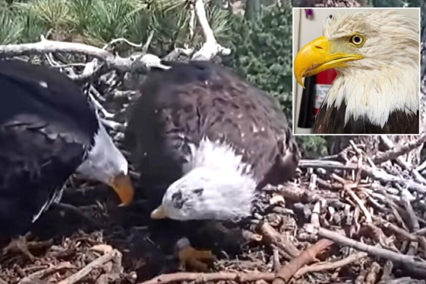 Famed Big Bear bald eagle returns to nest with new bird just 3 days after partner Jackie’s death