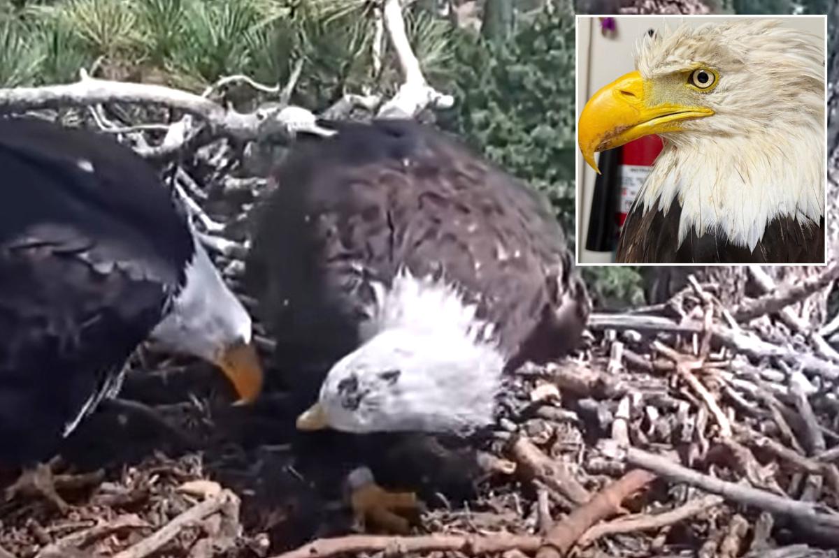 Famed Big Bear bald eagle returns to nest with new bird just 3 days after partner Jackie’s death