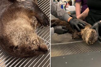 Heartless driver flees after hitting river otter in Bay Area