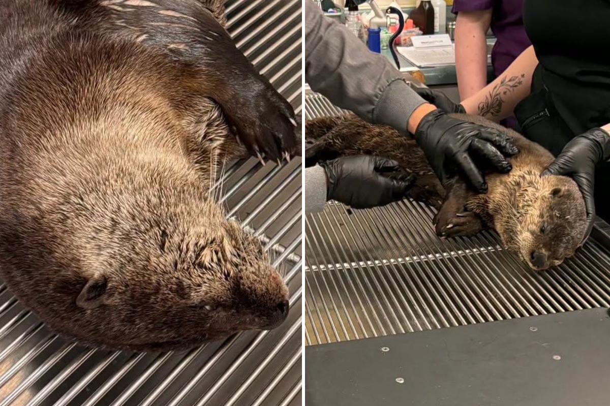 Heartless driver flees after hitting river otter in Bay Area