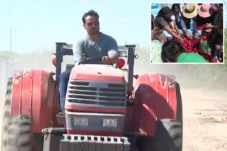 California farmer who sparked frenzied crowds with free nectarine stunt ordered to destroy fruit trees